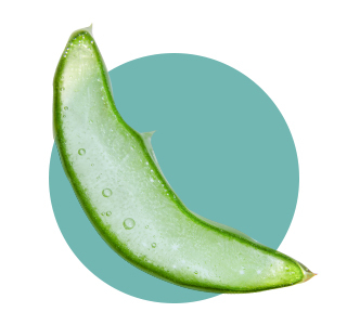 Jus d’Aloe Vera Bio