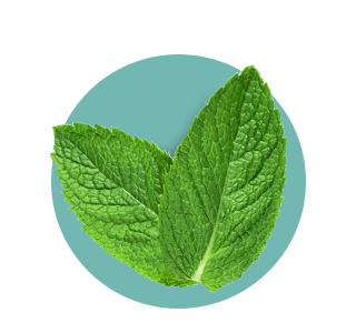 Menthe