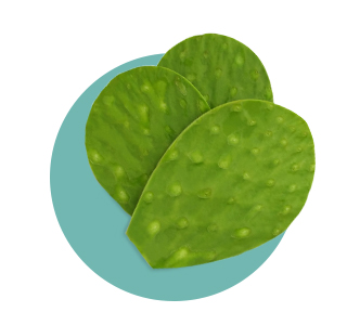 Neopuntia™