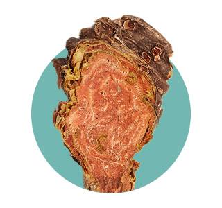 Rhodiola