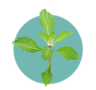 Extrait sec de feuille d’Ortie piquante (Urtica dioica)