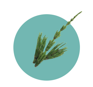 Extrait sec de Prêle (Equisetum arvense)