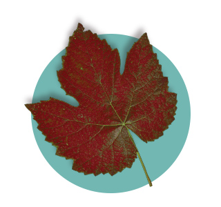 Extrait de feuille de Vigne rouge